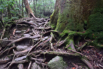 Deep cedar forest of Yakushima, Japan