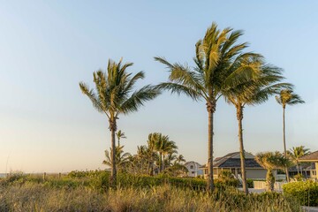 Obraz premium Sunset Palms