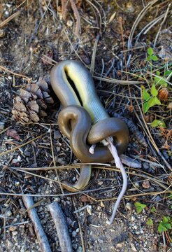 Rubber Boa (Charina bottae) eating a mouse in the forest in the Frank Church River of No Return Wilderness, Idaho