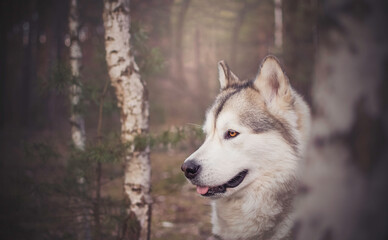 Obraz premium Alaskan Malamute girl posing between thin birch trees in Kampinos National Park, Warsaw, Poland. Selective focus on the eyes of a dog, blurred background.