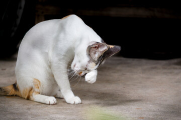 The white Thai cat is cleaning itself.