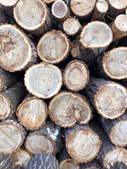 The background consists of saws of thick logs stacked on top of each other in the form of a woodpile. Annual rings are visible on the cross-section of the trunks.
