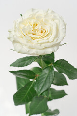 white rose on white background