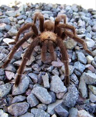 Desert Tarantula (Aphonopelma chalcodes) at Elephant Butte Lake State Park, New Mexico
