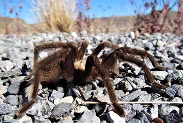 Desert Tarantula (Aphonopelma chalcodes) at Elephant Butte Lake State Park, New Mexico