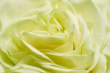 lemon rose closeup macro white