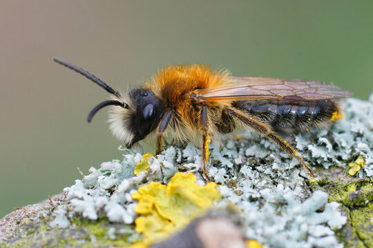 Closeup shot of a male gray-patched Mining Bee, Andrena nitida, on lichen-covered wood
