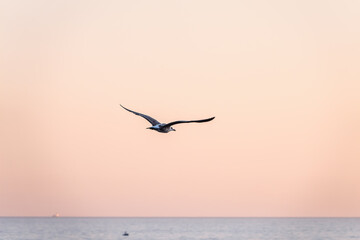 Naklejka premium Sea gull flies over blue sea water in sunset light.