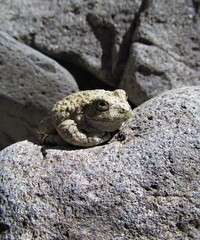 Arizona Toad (Anaxyrus microscaphus) along the San Francisco River in Gila National Forest, New Mexico