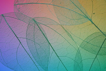 skeleton leaves background. skeletonized leaves on multicolored blurred gradient background.Skeletonized leaf texture. Beautiful nature plant background.