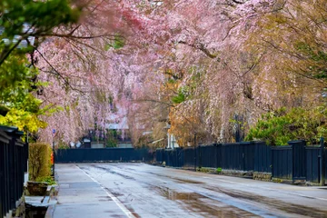 Fotobehang 角館の桜　武家屋敷通り　桜のトンネル © amosfal