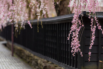 Obraz premium 角館の桜 武家屋敷通り 桜のトンネル
