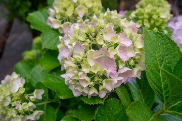 gentle hydrangea blossom