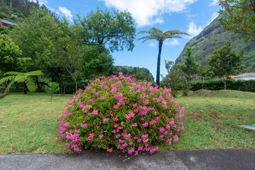 blossom bush lawn