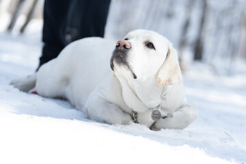 labrador in winter yellow lab retriever outdoor on snow
