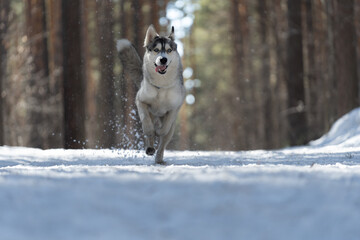Siberian husky runs through the woods in a winter park. A sports dog. Northern sled dog