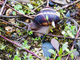 grape snail in the habitat, Helix pomatia
