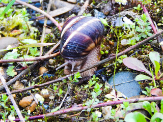 grape snail in the habitat, Helix pomatia