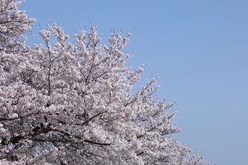 満開の桜と青空