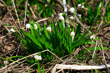 Spring, park, spring flowers, green grass, meadow, nature in spring, macro photography