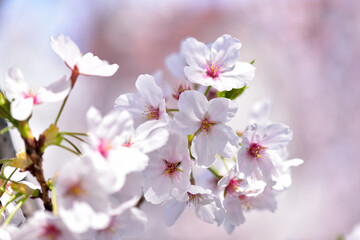 Obraz na płótnie Canvas 桜の花　クローズアップ