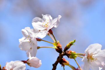 満開の桜の花
