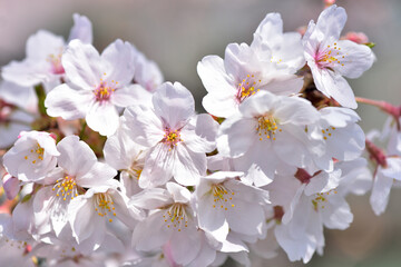 Obraz premium 満開の桜の花