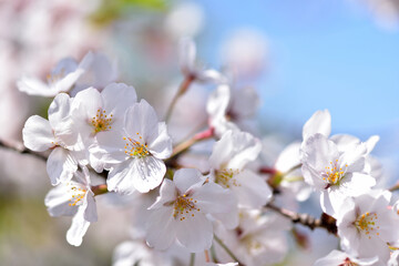 Naklejka na ściany i meble 満開の桜の花