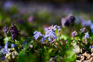 Obraz premium Spring, park, spring flowers, green grass, meadow, nature in spring, macro photography