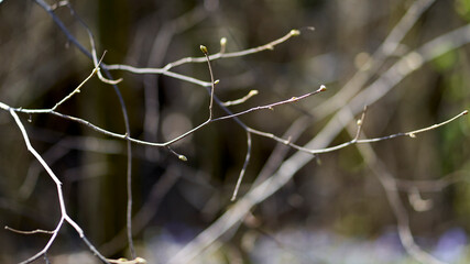 Spring, park, spring flowers, green grass, meadow, nature in spring, macro photography