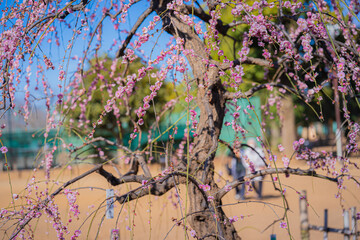 世田谷羽根木公園の梅の花