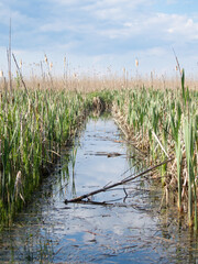 channel through reeds