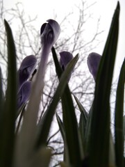 floral background, crocuses against a cloudy sky, perspective from bottom to top