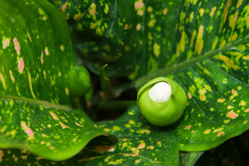 flowering taro leaves