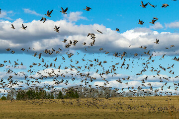 A herd of surprised geese leaving the field during spring / autumn migration, geese flying over the field, many wild geese in the field