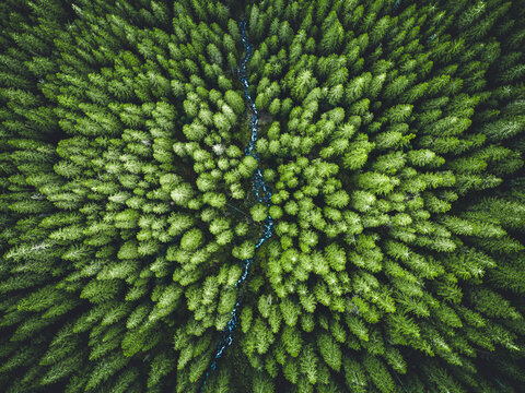 Aerial top view of  green trees in forest in Slovakia. Drone photography. Rainforest ecosystem and healthy environment concept