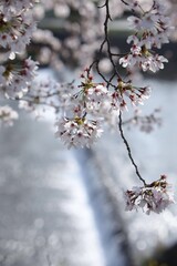 川沿いの満開の桜