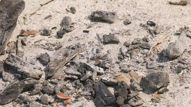 Fire ants are creeping crawl, walking on the pavement ground with burned charcoal ash