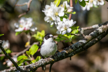 Halsbandschnäpper (Ficedula albicollis) Männchen