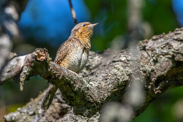 Wendehals (Jynx torquilla)