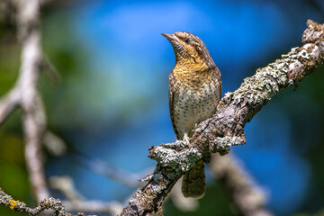 Wendehals (Jynx torquilla)
