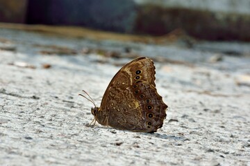 Butterfly from the Taiwan (Neope muirheadi nagasawae Matsumura, 1919) 