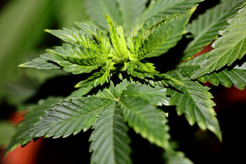 Cannabis plant first leaves close up modern high quality prints medical marihuana super lemon haze family cannabaceae