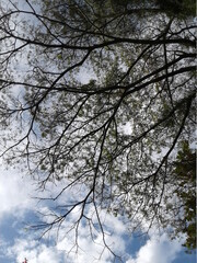 Obraz premium tree and cloud