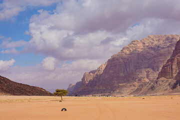 a lone tree grows at the foot of the red weathered mountains in the Wadi Rum desert, beautiful...