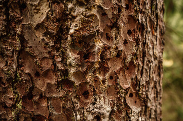 Mountain landscape. Misty forest. Natural outdoor travel background. Slovakia, Low Tatras, Demenovska hora and dolina vyvierania. Liptov travel. © Zedspider