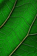 Fig tree leaf. Close up detail of green leaf texture. Macro. Home plant. Potted plant. Vertical frame.