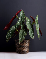 Begonia maculata. Houseplant. A romantic gift. A gift for a woman. Home plant. Potted plant. Vertical frame.