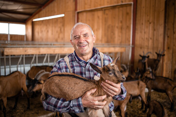 Goat breeding. Close up view of an older farm worker or rancher holding goat kid in farmhouse. In...