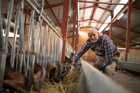 Low Angle View Of Goat Farmer Feeding Domestic Animals At The Farm.